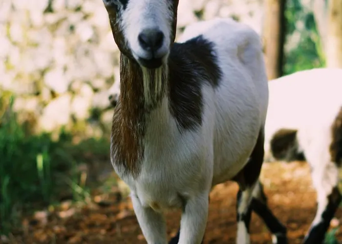 Casa Oliva - Casa Da Serra Porto de Mós