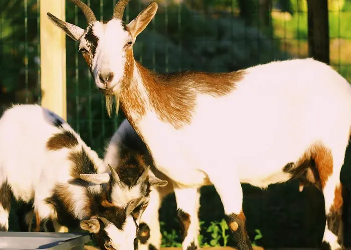 Apartamento Casa Oliva - Casa Da Serra *