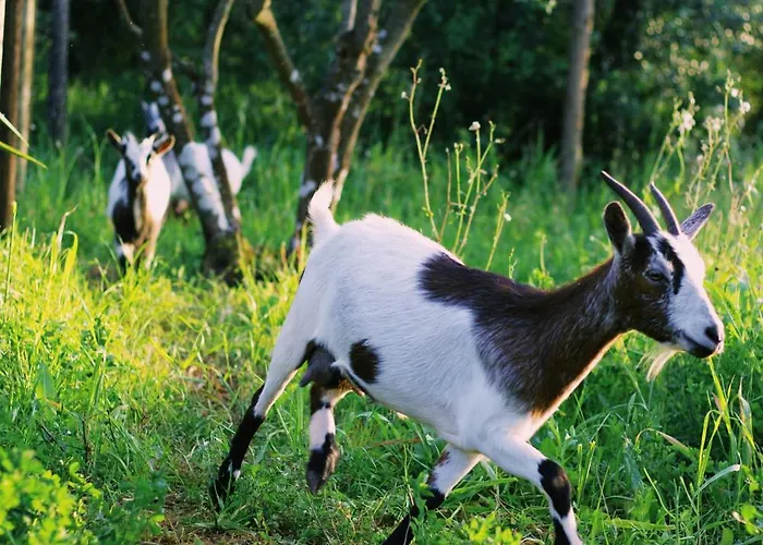 Apartamento Casa Oliva - Casa Da Serra Porto de Mós